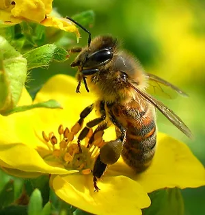 bee