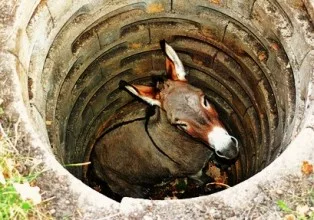 donkey