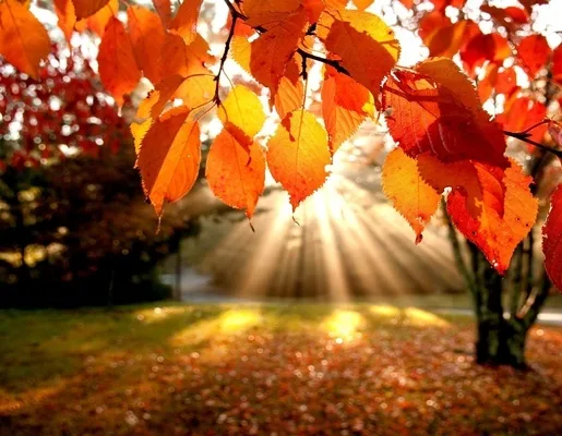 sunny_autumn
