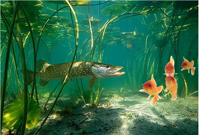 fish