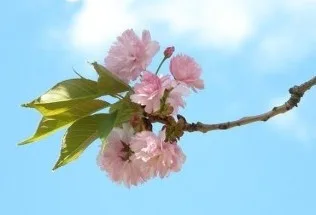 vetka