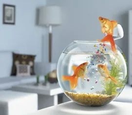golden_fish