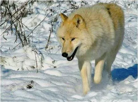 wolf