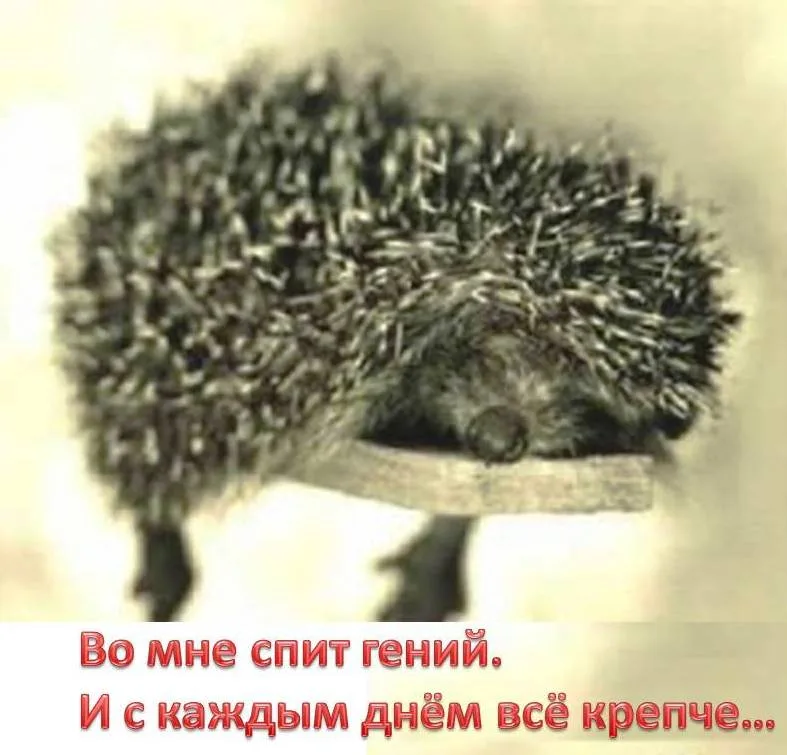 spit_geniy
